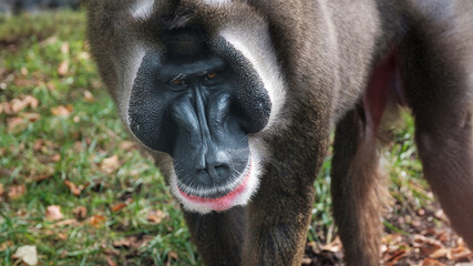 Pavian Drill Portrait 