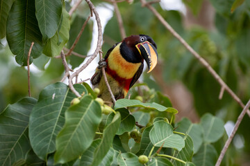 Ein Braunohrarassari frontal in einem Baum sitzend © HPE