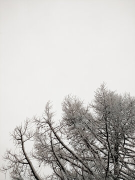 snow-covered black tree branches against a gray winter sky on a cold, mighty day