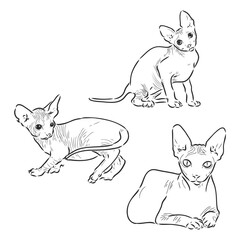 Vector illustration of a sphynx cat with a liner isolated on a white background. For printing on clothes, paper, logo, icon
