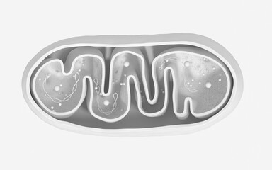 Cross-section view of Mitochondria. Medical info graphics on white background, 3d rendering. - obrazy, fototapety, plakaty