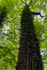 Fototapeta premium Upward view to high old tree full of small leaves of ivy