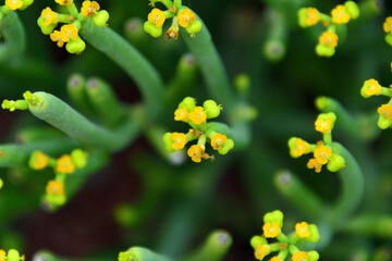 euphorbia mauritanica
