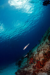 Barracuda swimming up the reef 