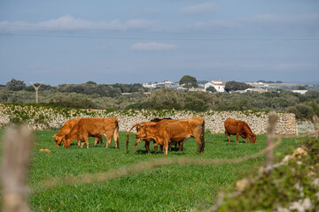 Menorcan breed cows grazing, Alaior, Menorca, Balearic Islands, Spain