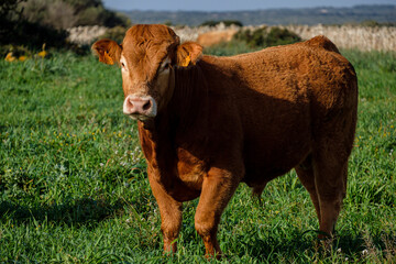 Menorcan breed young bull, Alaior, Menorca, Balearic Islands, Spain