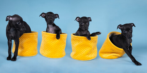 four black Italian greyhound pups sitting  in a yellow basket against a blue background