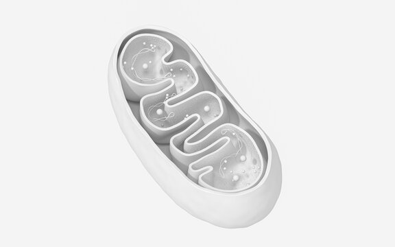 Cross-section view of Mitochondria. Medical info graphics on white background, 3d rendering.