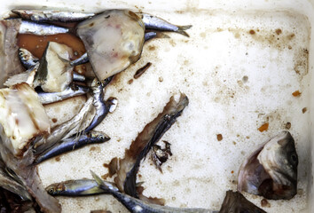 Anchovies and sardines fishmonger