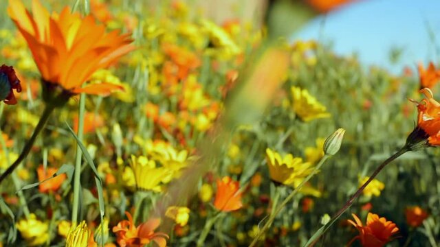 Close-up slow pan right of lush, blooming flowers in a sunny, warm spring field during a superbloom - Los Angeles, California