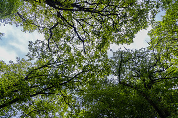 Upward view to green trees crowns and blue sky at sunny day