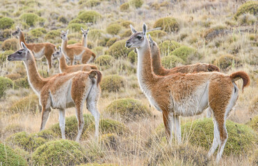 Naklejka na ściany i meble Wild guanacos in Patagonia National Park, Aysen, Patagonia, Chile
