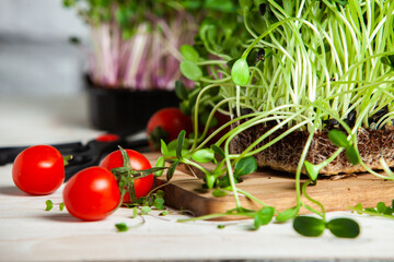 Different types of microgreen dill sprouts.  Growing Seed germination at home. Organic raw food. Sprouted peas, arugula, sunflower, red cabbage. Superfood