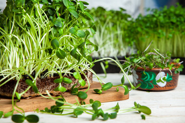 Different types of microgreen dill sprouts.  Growing Seed germination at home. Organic raw food....