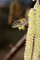 Eine Honigbiene auf der Bluete der Haselnuss. Thueringen, Deutschland, Europa    ---  
A honey bee on the hazelnut blossom. Thuringia, Germany, Europe 
