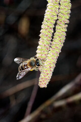 Eine Honigbiene auf der Bluete der Haselnuss. Thueringen, Deutschland, Europa    ---  
A honey bee on the hazelnut blossom. Thuringia, Germany, Europe 

