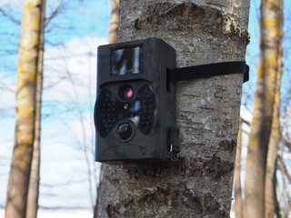 Camouflaged hunting camera on a birch trunk. Trail camera strapped around a tree. Nature...