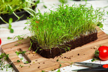 Different types of microgreen dill sprouts.  Growing Seed germination at home. Organic raw food....