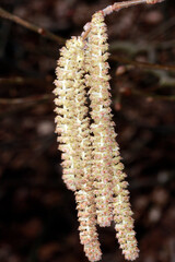 Eine Honigbiene auf der Bluete der Haselnuss. Thueringen, Deutschland, Europa    ---  
A honey bee on the hazelnut blossom. Thuringia, Germany, Europe 