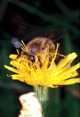 Eine Honigbiene, die Pollen und Nektar sammelt. Trusetal, Thüringen, Deutschland, Europa   --  
A honey bee collecting pollen and nectar. Trusetal, Thuringia, Germany, Europe