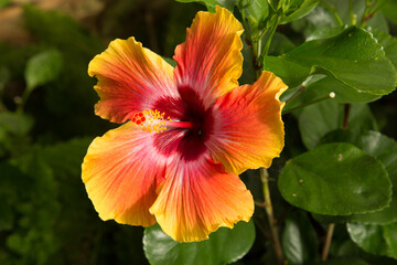 A red, orange and yelow hibiscus blosson in a garden in Mobile Alabama