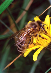 Eine Honigbiene, die Pollen und Nektar sammelt. Trusetal, Thüringen, Deutschland, Europa   --  
A honey bee collecting pollen and nectar. Trusetal, Thuringia, Germany, Europe