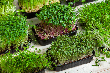 Different types of microgreen dill sprouts.  Growing Seed germination at home. Organic raw food. Sprouted peas, arugula, sunflower, red cabbage. Superfood