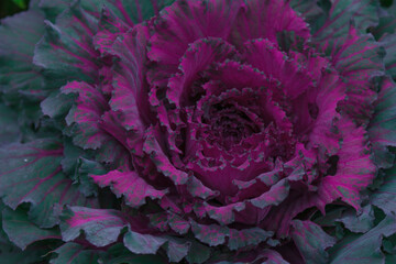 Rare sort of bright colored hybrid cabbage.