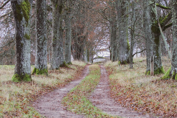 Fototapeta premium path in the forest