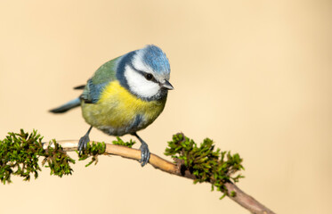 Blue tit ( Cyanistes caeruleus ) close up