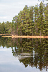 reflection of trees in water