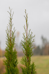 pine tree branches