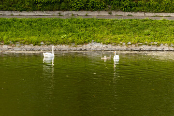 Naklejka na ściany i meble Two big old swans with few small young swans swimming on city moat close to the edge