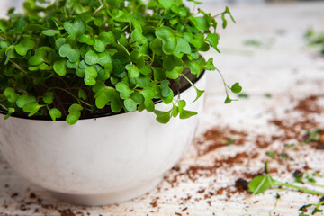 Different types of microgreen dill sprouts.  Growing Seed germination at home. Organic raw food. Sprouted peas, arugula, sunflower, red cabbage. Superfood