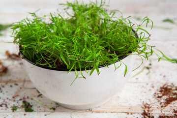 Different types of microgreen dill sprouts.  Growing Seed germination at home. Organic raw food....
