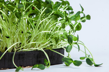 Different types of microgreen dill sprouts.  Growing Seed germination at home. Organic raw food. Sprouted peas, arugula, sunflower, red cabbage. Superfood