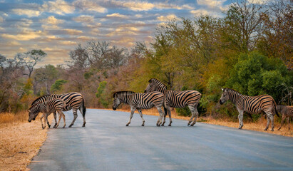 Fototapeta na wymiar Beautiful shot of zebras crossing the road in safari with trees and sunset on the background. Kruger National Park, South Africa