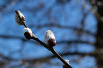 Weide (Salix), Kätzchen im Frühling