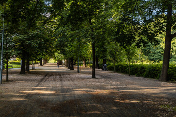 Long path in park between high old trees full of green leaves