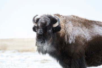 Buffalo (American Bison) on the Plains of Colorado in Winter
