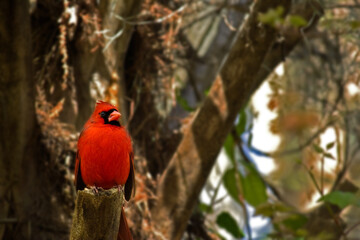 Male cardinal perched in a tree