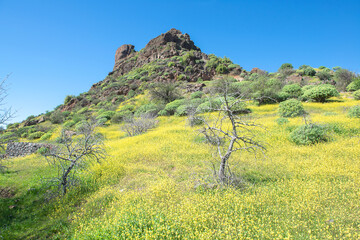 Fototapeta na wymiar Almond in flower. North of Gran Canaria. Canary Islands. Spain.