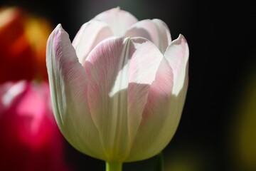 Nahaufnahme der Tulpe in weiss und  pink