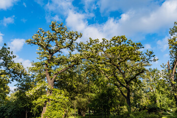 Tree crowns with growing flowers at sunny cloudy day