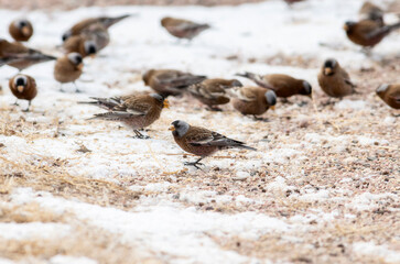 Gray-crowned Rosy-Finch Subspecies Hepburn's (Leucosticte tephrocotis littoralis) in Winter on the Plains of Colorado