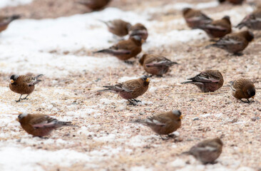 Gray-crowned Rosy-Finch (Leucosticte tephrocotis) in Winter on the Plains of Colorado