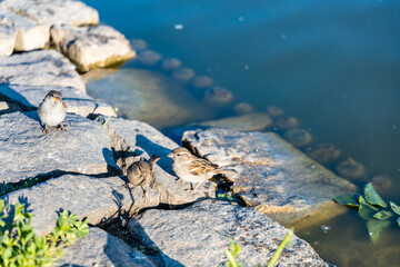 Small birds sitting on small rocks near water surface of small lake