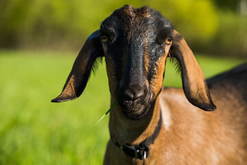 south african boer goat doeling portrait on nature