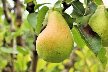 Juicy ripe pear on a branch 