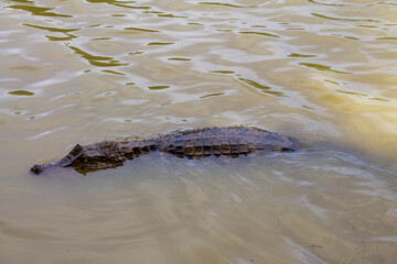 Obraz premium crocodile in the water